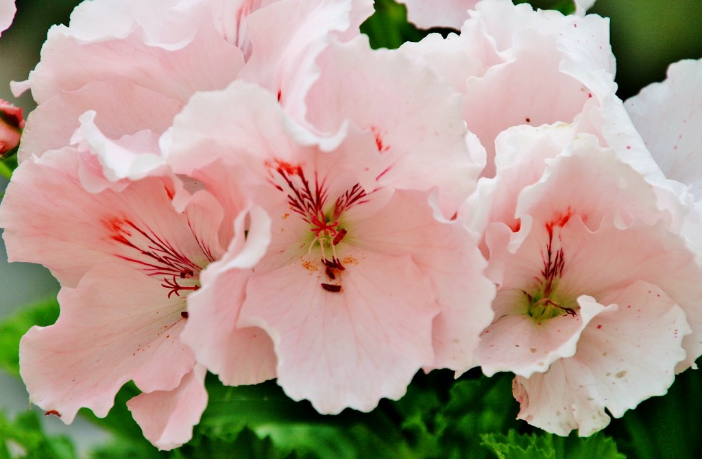 Foto: Un poco de color - Cabra (Córdoba), España