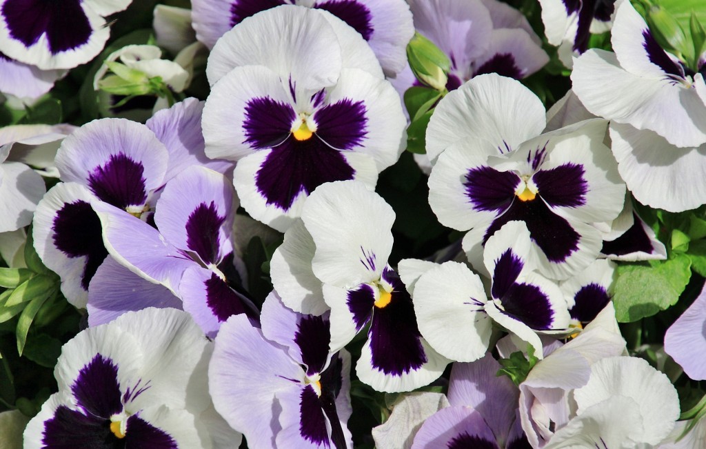 Foto: Un poco de color - Cabra (Córdoba), España