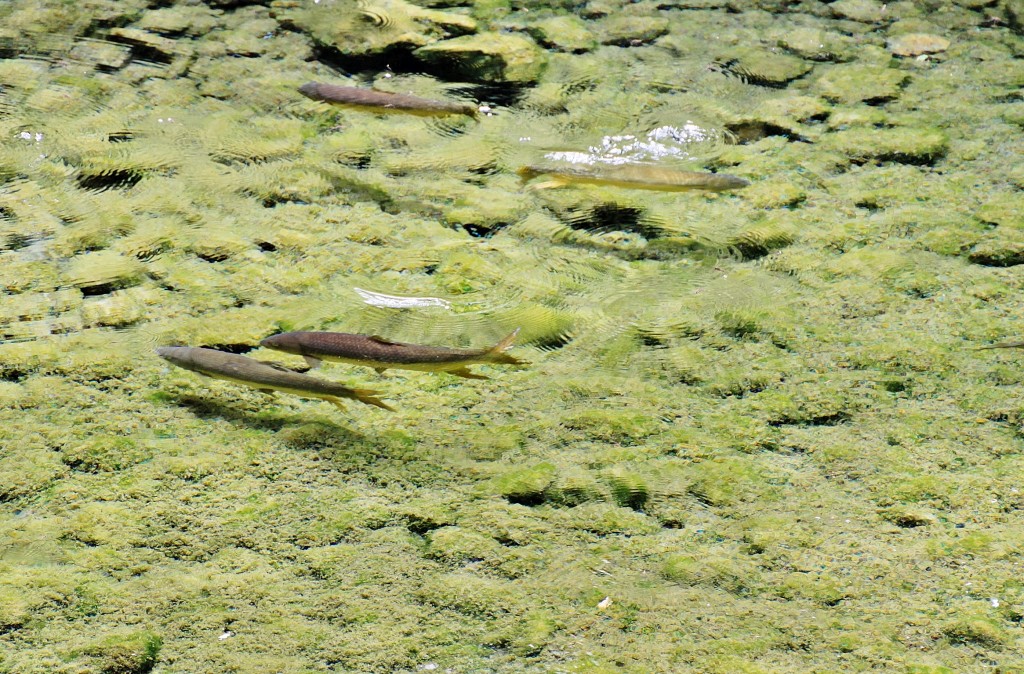 Foto: Fuente del Río - Cabra (Córdoba), España