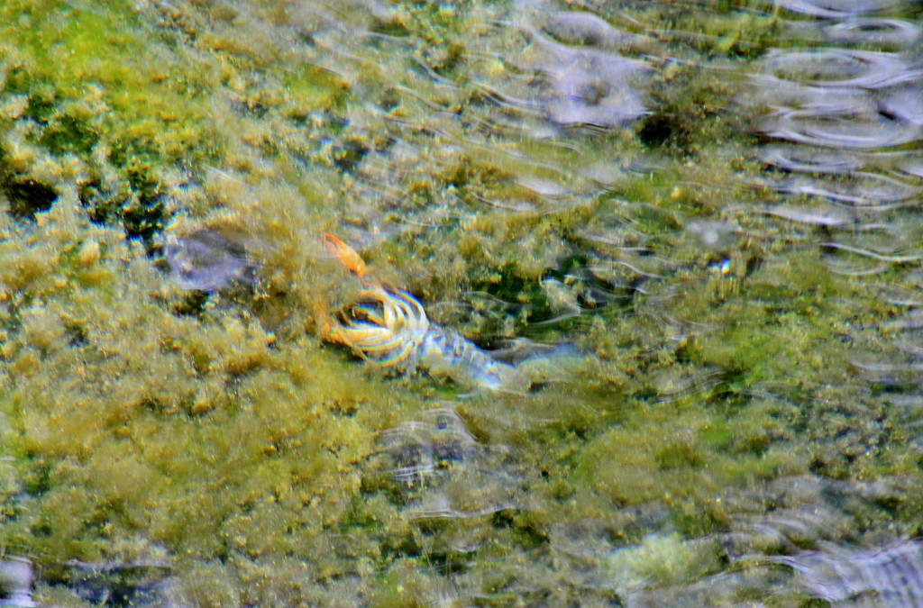 Foto: Fuente del Río - Cabra (Córdoba), España