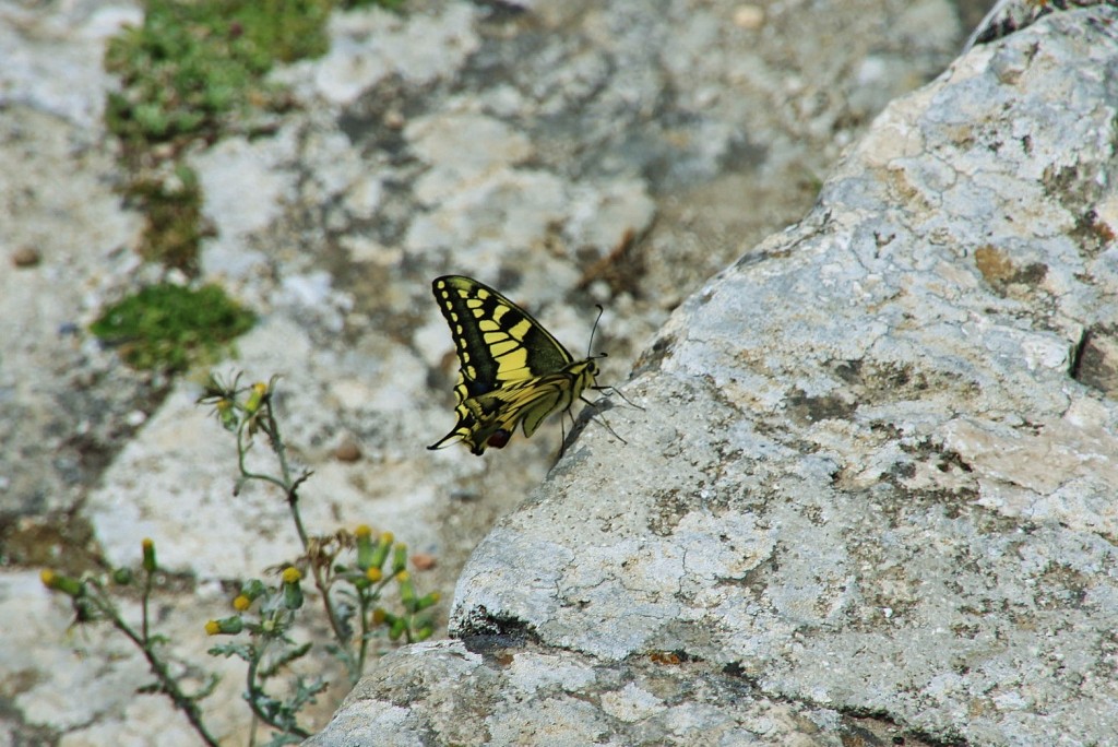 Foto: Mariposa - Cabra (Córdoba), España