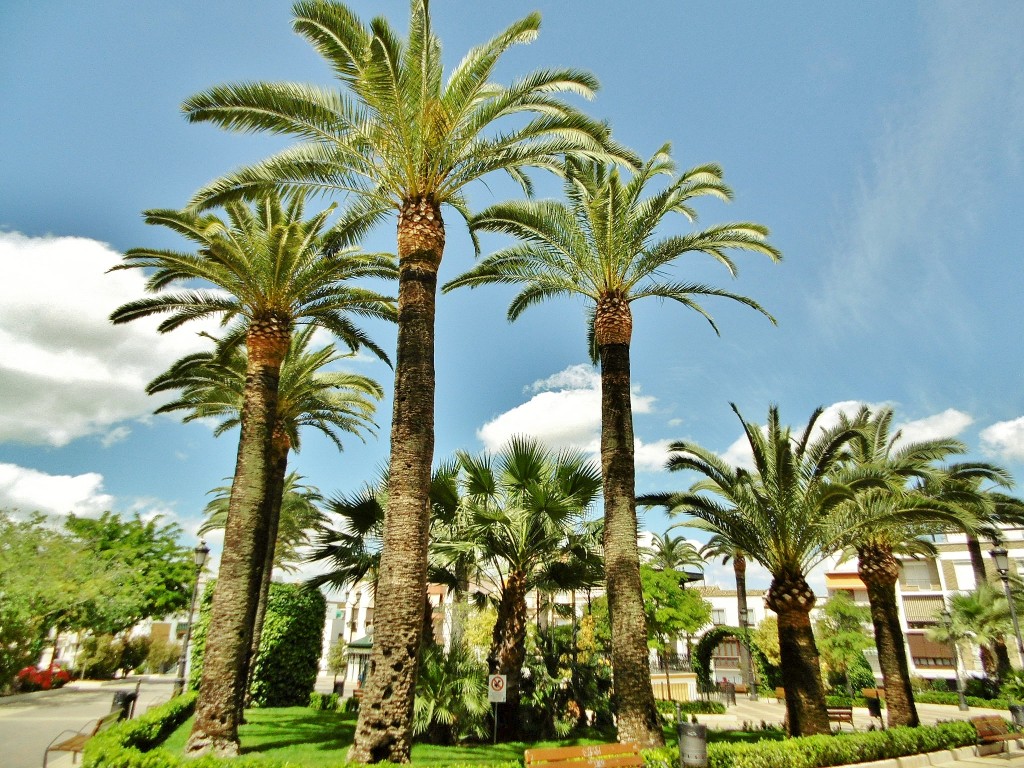 Foto: Vista del pueblo - Aguilar de la Frontera (Córdoba), España