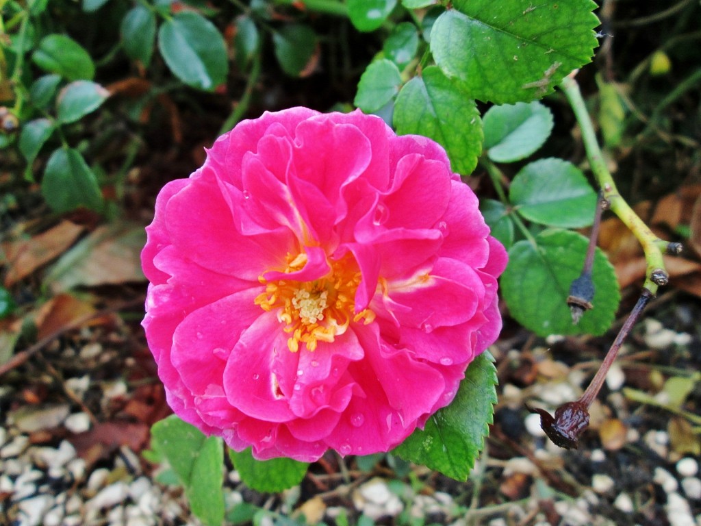 Foto: Un poco de color - Vitoria (Gasteiz) (Álava), España