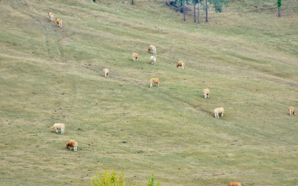 Foto: Paisaje - Artziniega (Álava), España