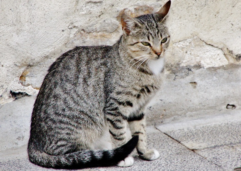 Foto: Gatito - Artziniega (Álava), España