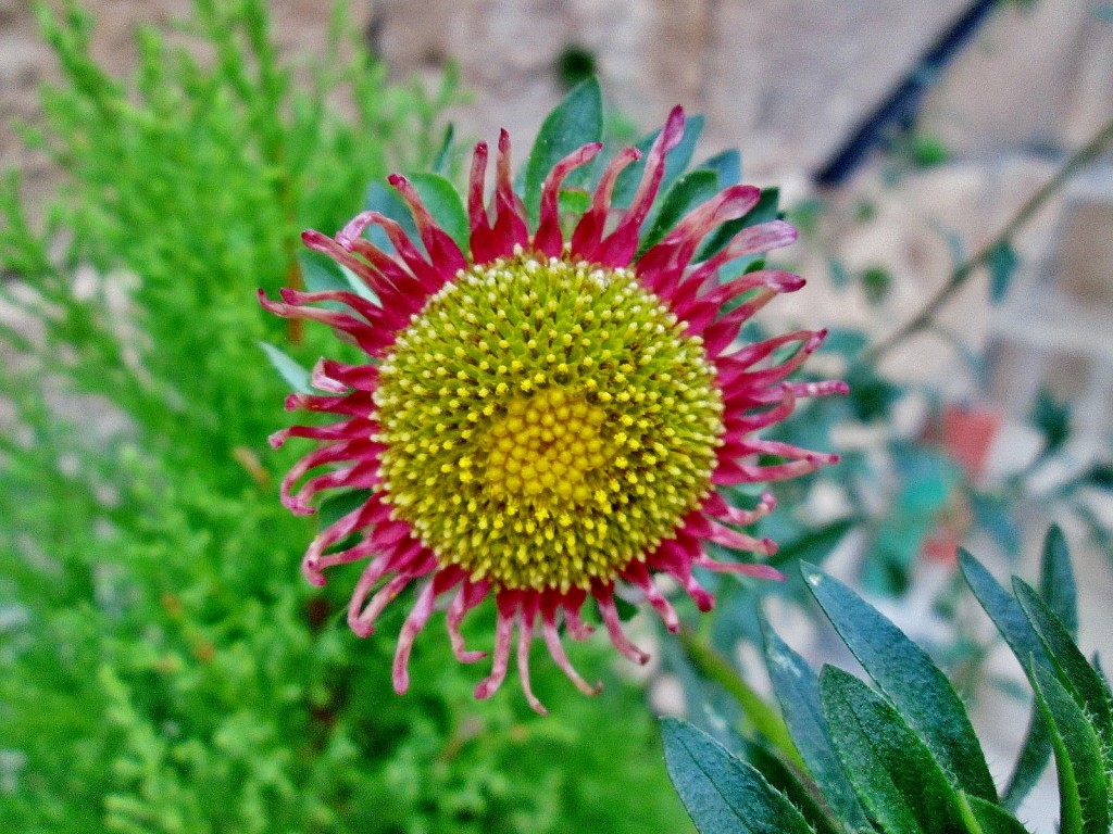 Foto: Un poco de color - Salinillas de Buradón (Álava), España