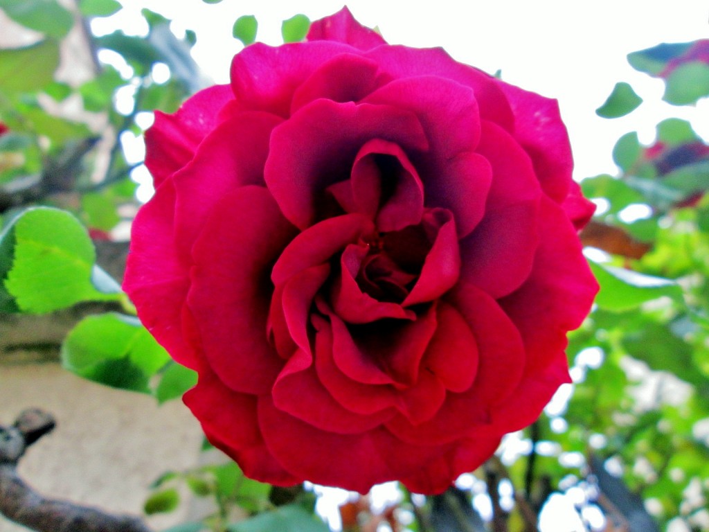 Foto: Un poco de color - Salinilla de Buradón (Álava), España