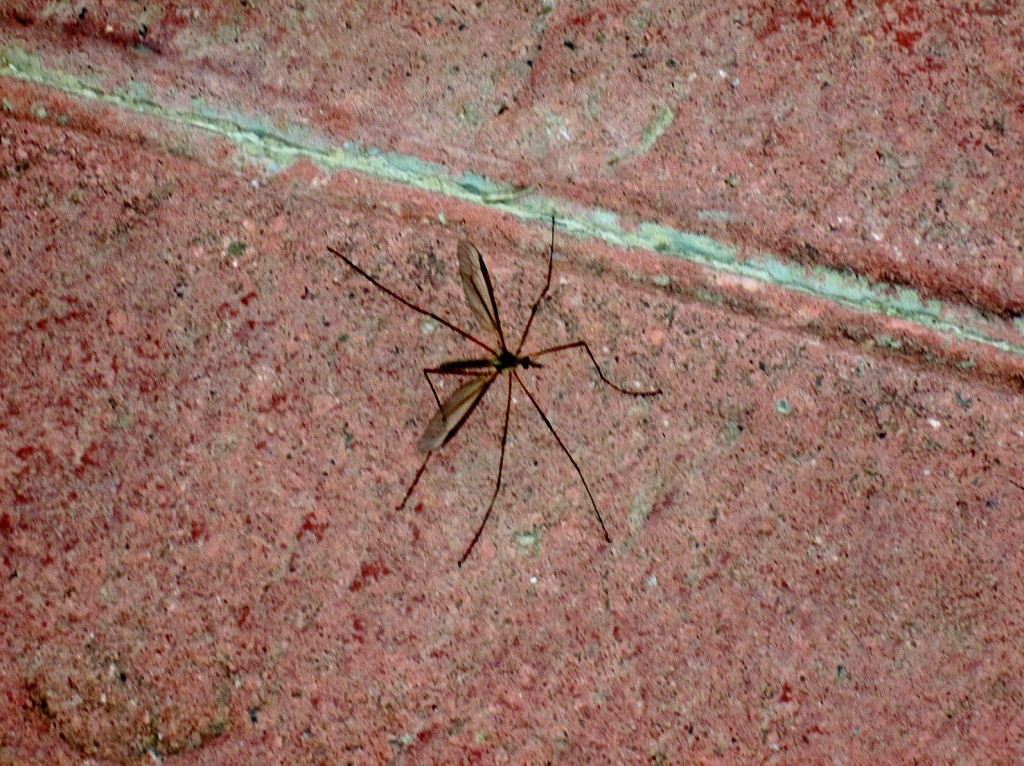 Foto: Mosquito - Laguardia (Álava), España