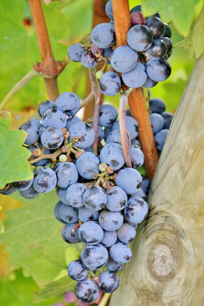 Foto: Bodegas Marqués de Riscal - Elciego (Álava), España