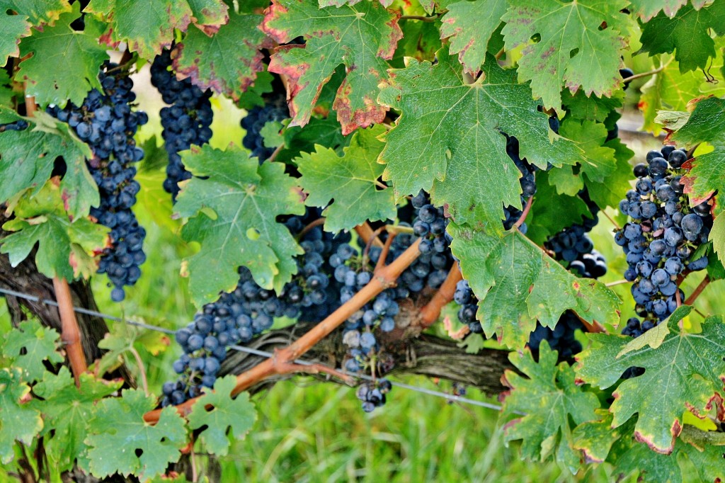 Foto: Bodegas Marqués de Riscal - Elciego (Álava), España