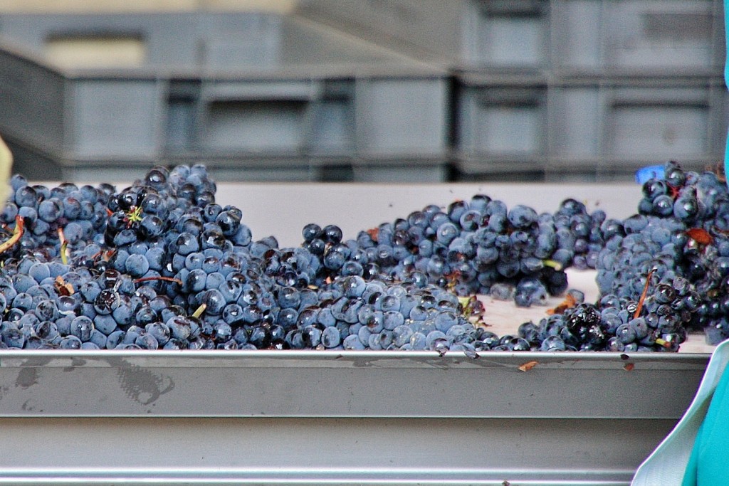 Foto: Bodegas Marqués de Riscal - Elciego (Álava), España