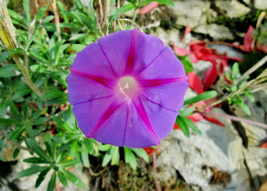 Foto: Un poco de color - Antoñana (Álava), España