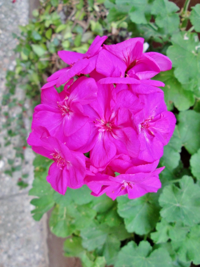 Foto: Un poco de color - Antoñana (Álava), España