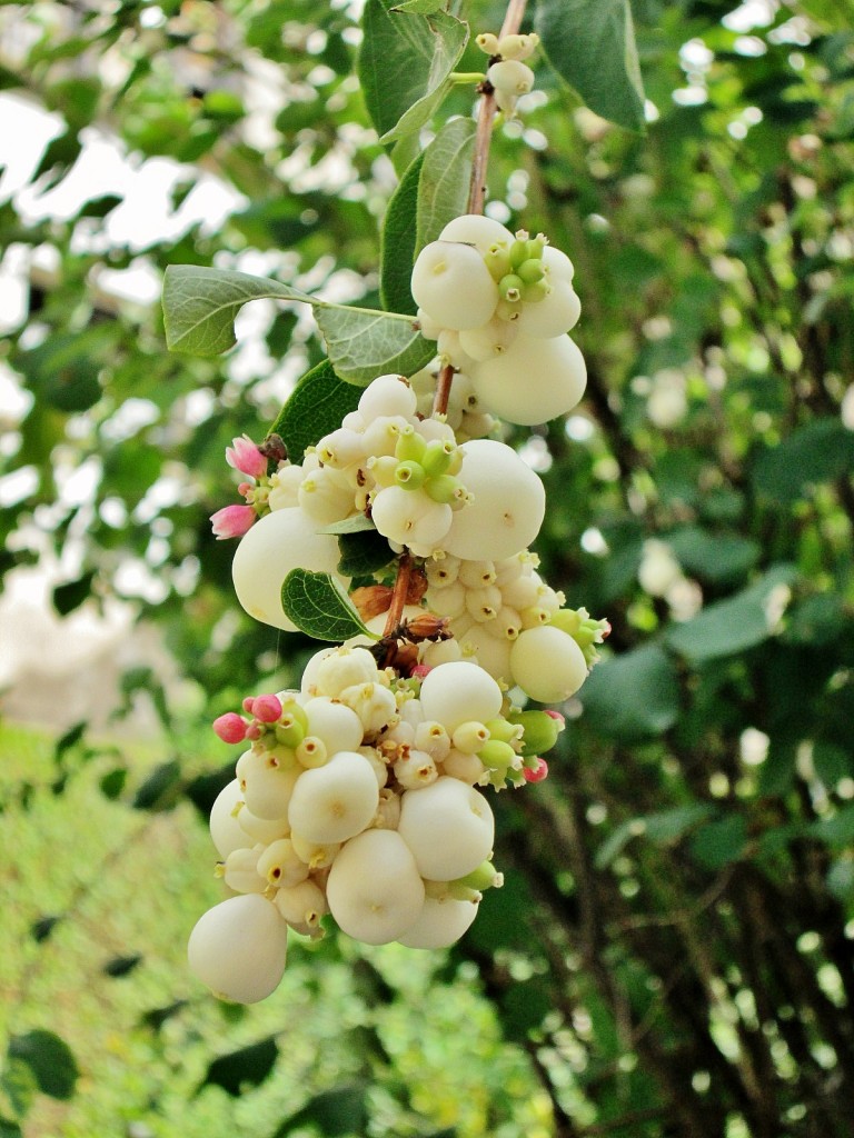 Foto: Un poco de color - Antoñana (Álava), España