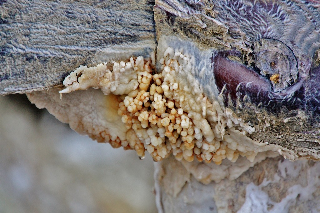 Foto: Valle salado - Salinas de Añana (Álava), España