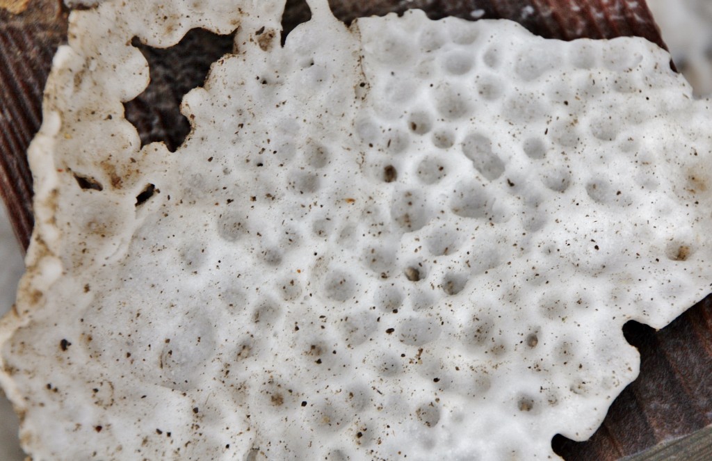 Foto: Valle salado - Salinas de Añana (Álava), España