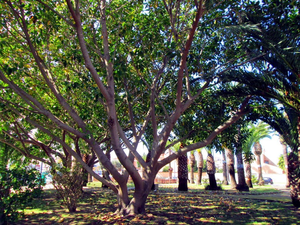 Foto de San Fernando (Cádiz), España