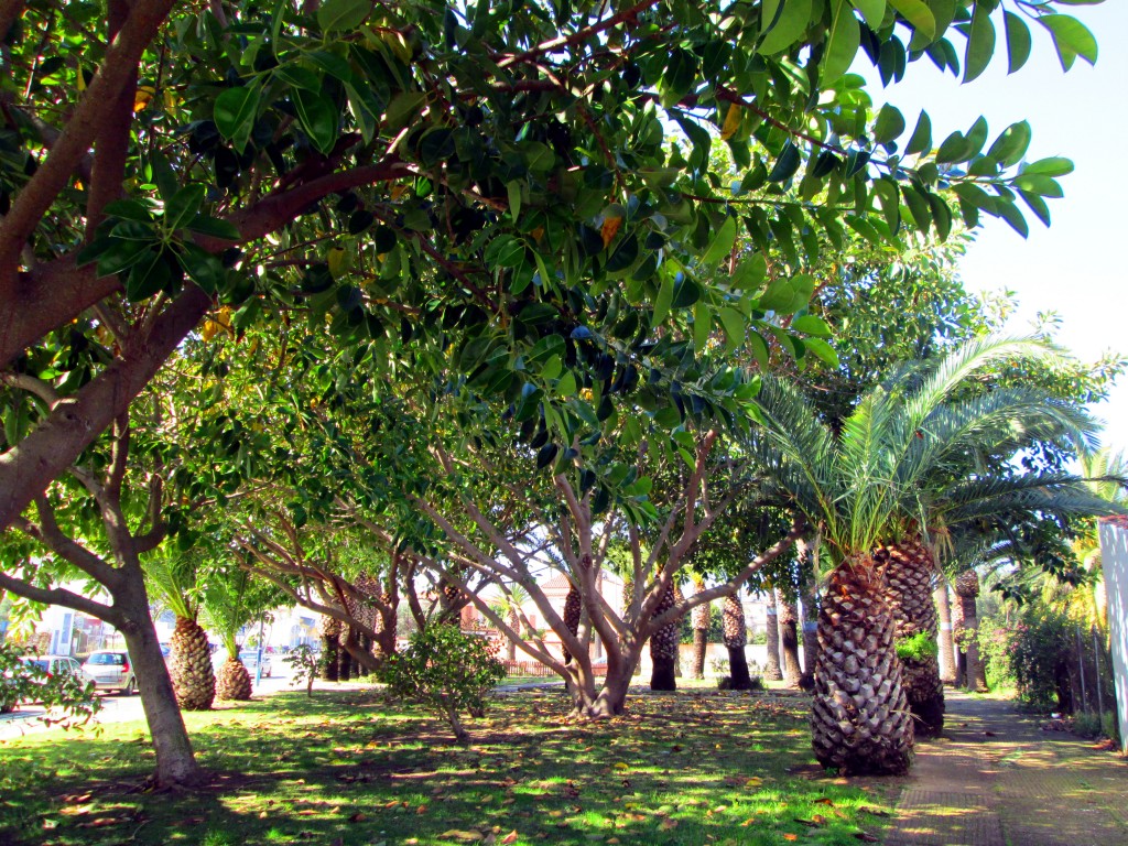 Foto: Flora en Constituión - San Fernando (Cádiz), España