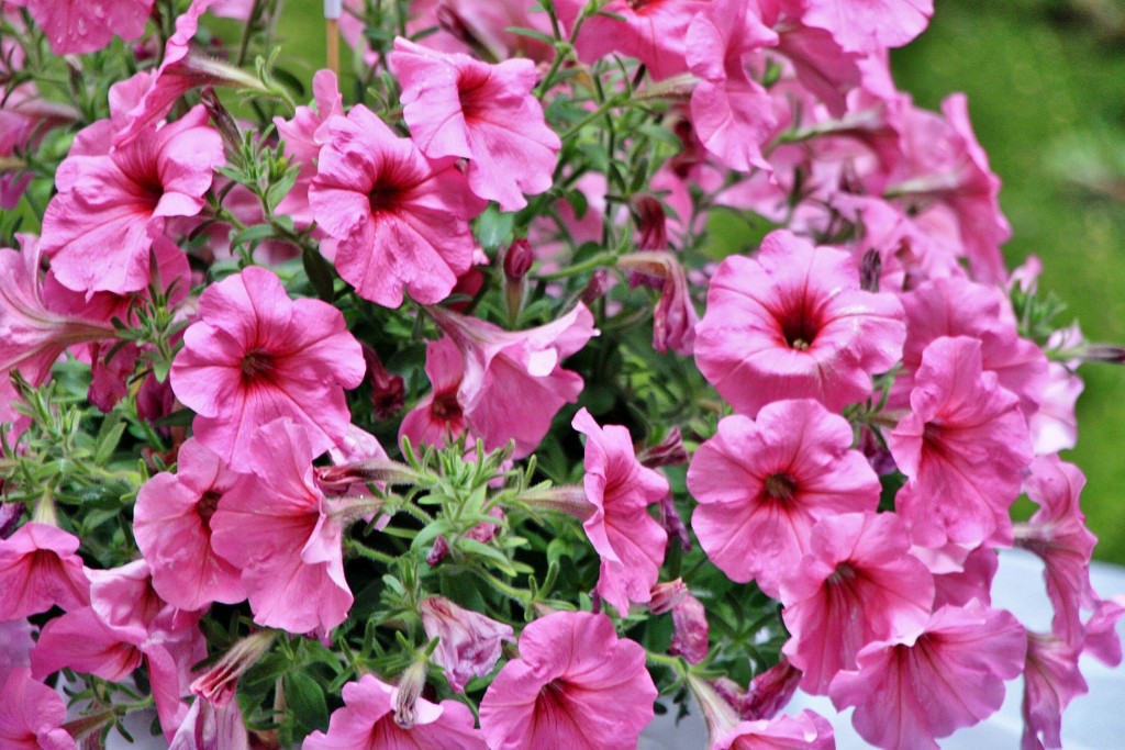 Foto: Exposición Girona Temps de Flors - Girona (Cataluña), España