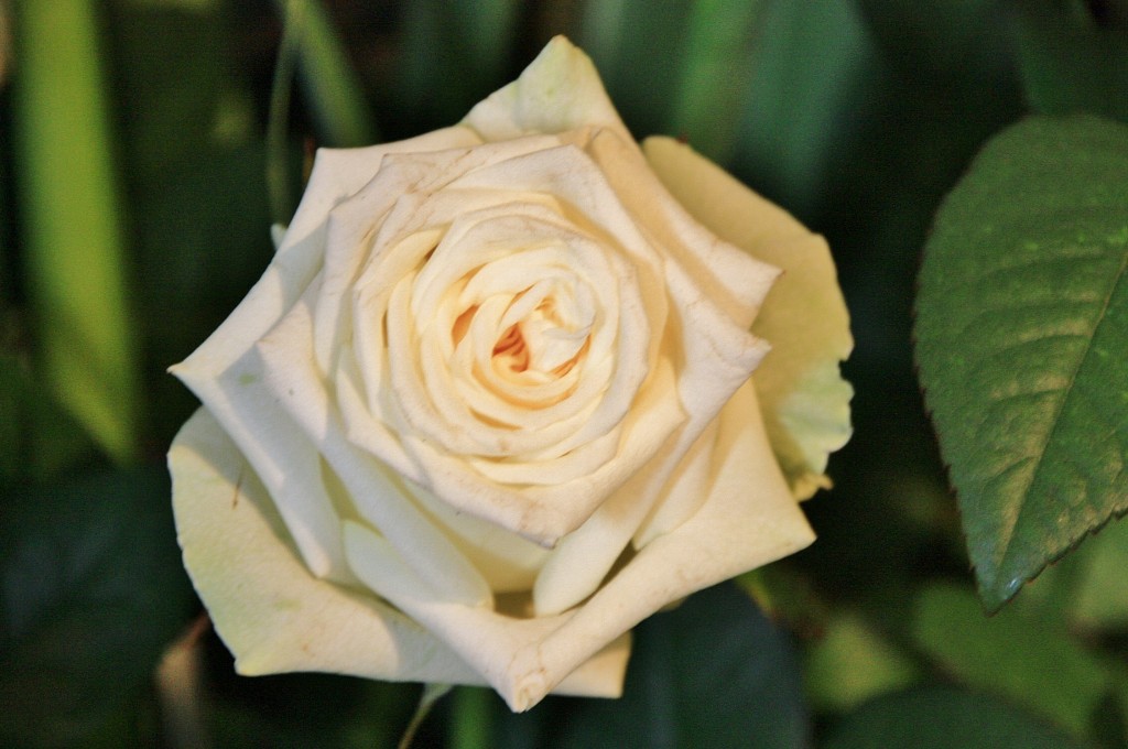 Foto: Exposición Girona Temps de Flors - Girona (Cataluña), España