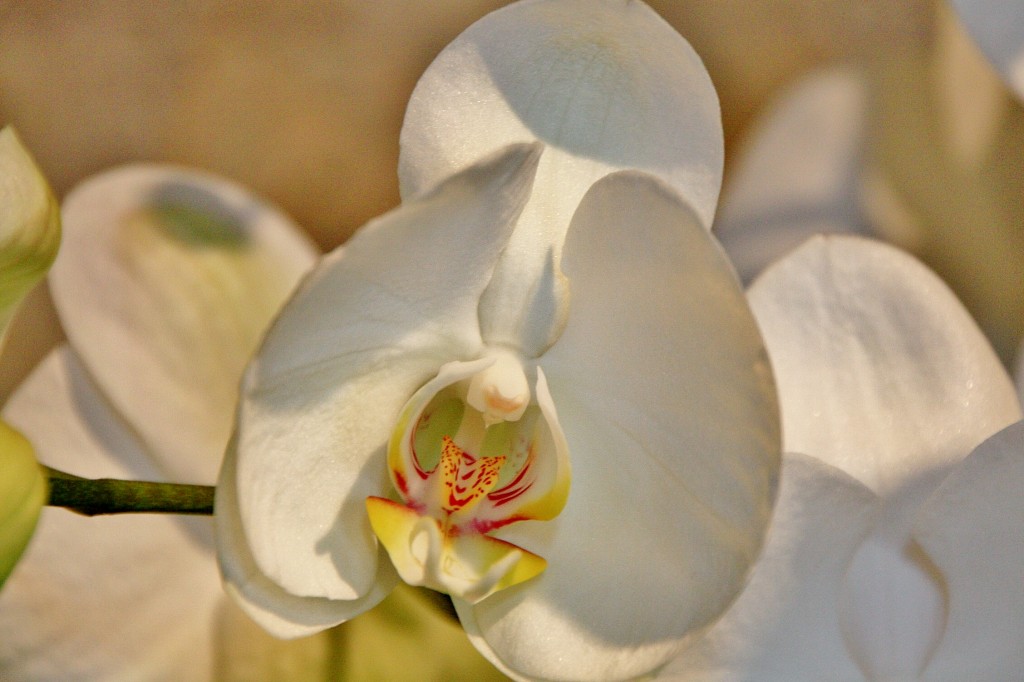 Foto: Exposición Girona Temps de Flors - Girona (Cataluña), España