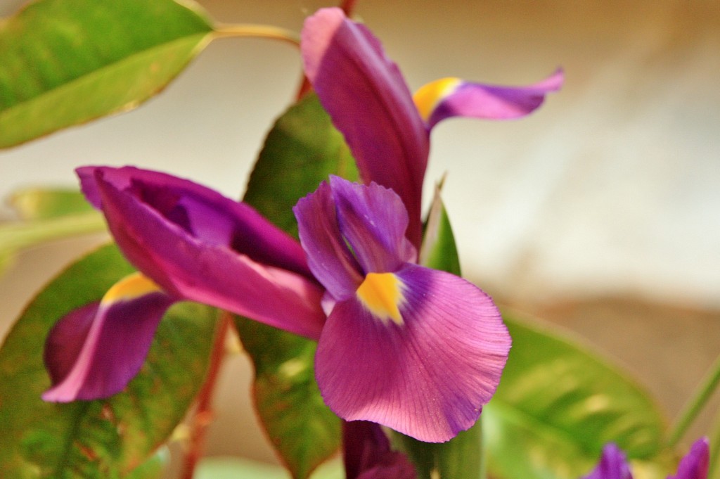 Foto: Exposición Girona Temps de Flors - Girona (Cataluña), España