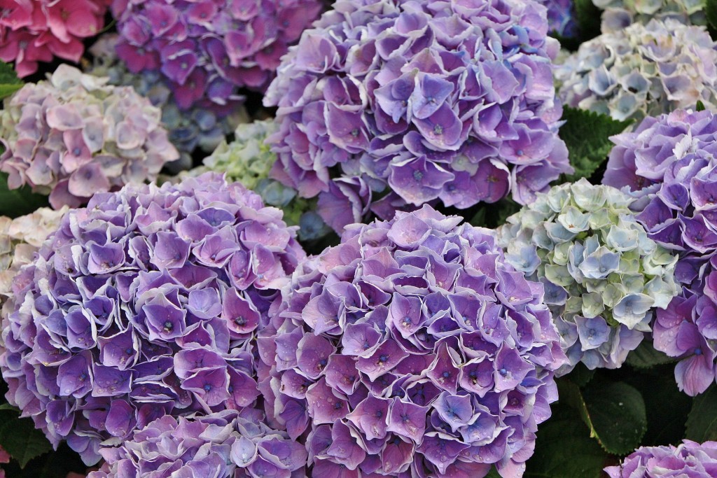 Foto: Exposición Girona Temps de Flors - Girona (Cataluña), España