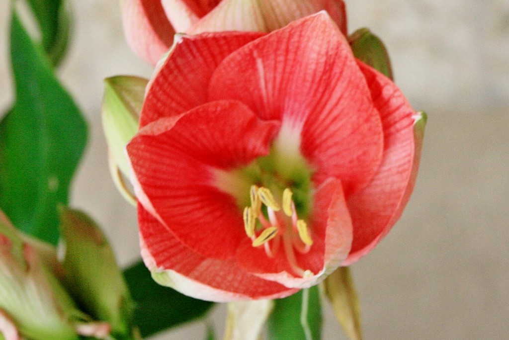 Foto: Exposición Girona Temps de Flors - Girona (Cataluña), España