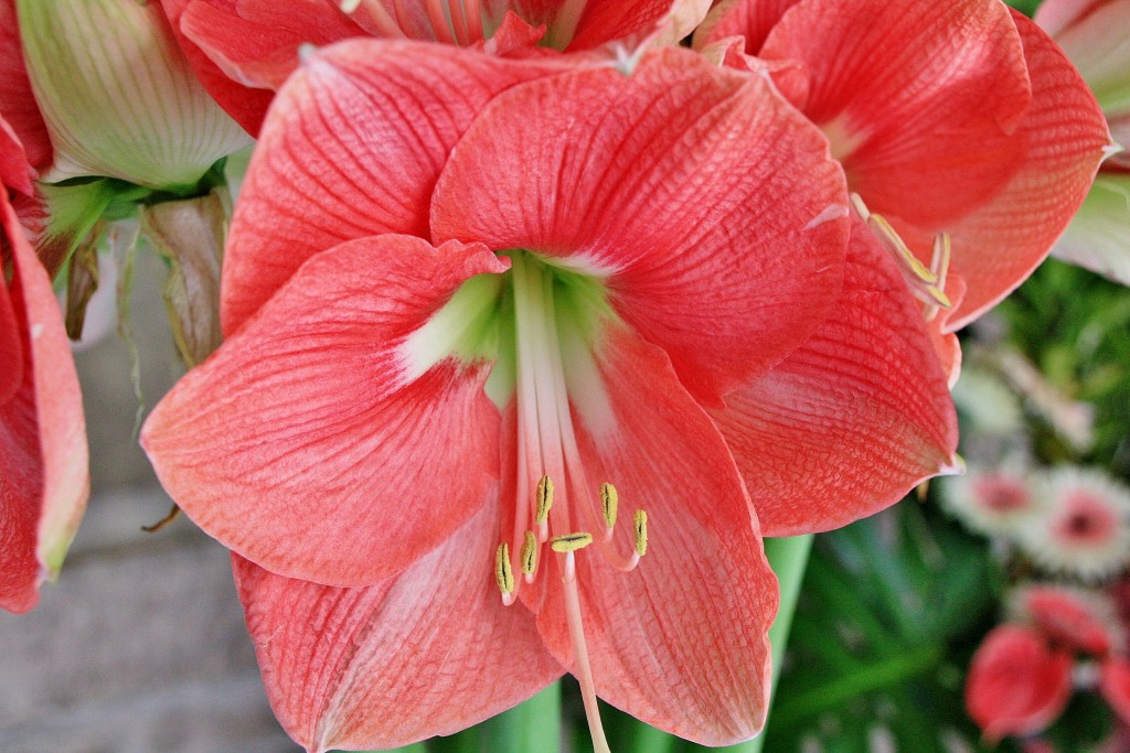Foto: Exposición Girona Temps de Flors - Girona (Cataluña), España