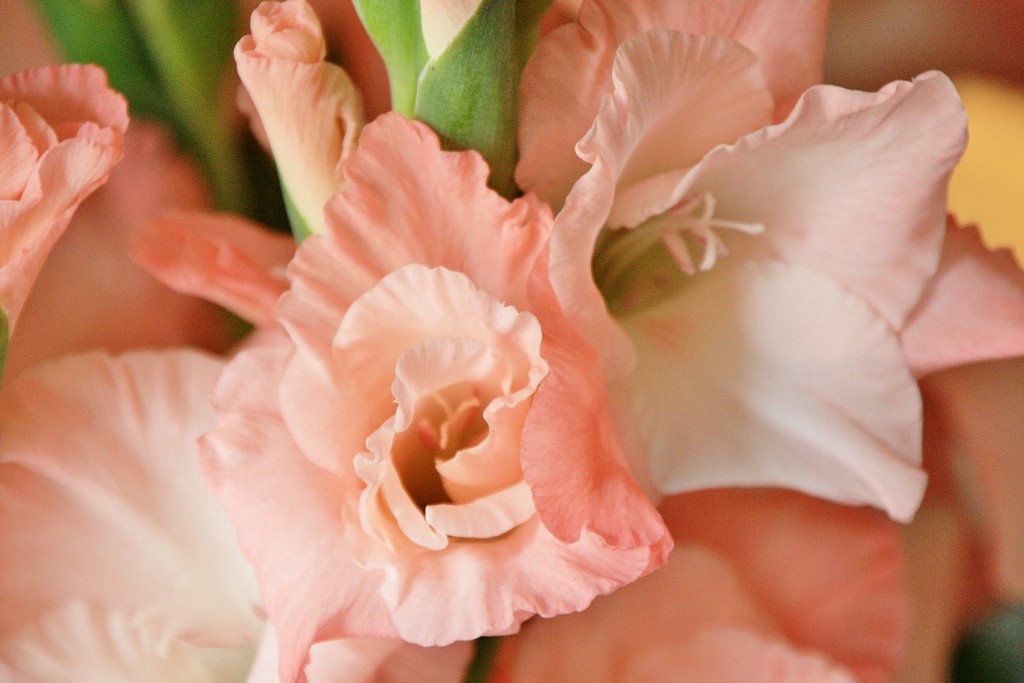 Foto: Exposición Girona Temps de Flors - Girona (Cataluña), España