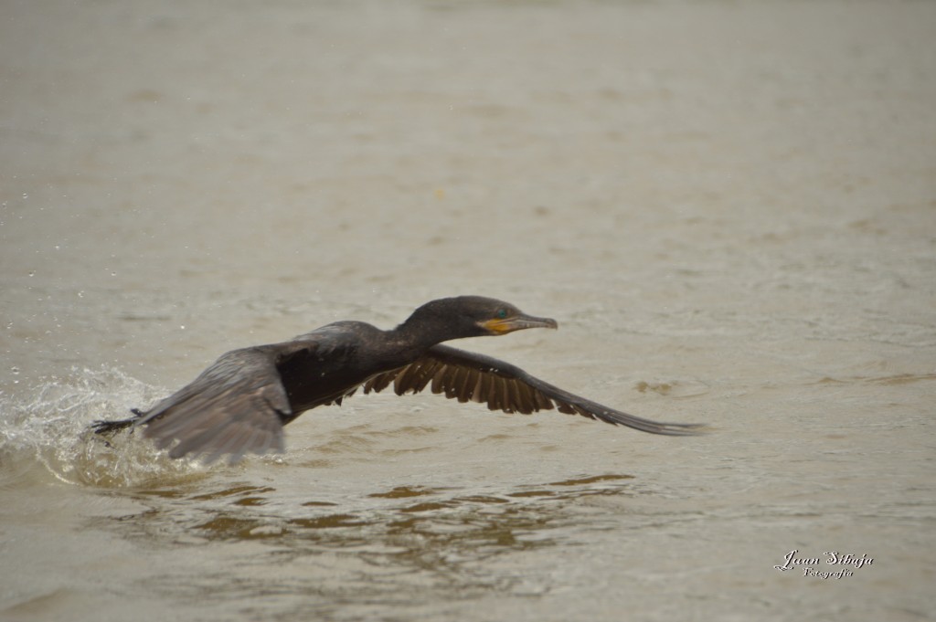 Foto: Refugio de Vida Silvestre - Caño Negro (Alajuela), Costa Rica