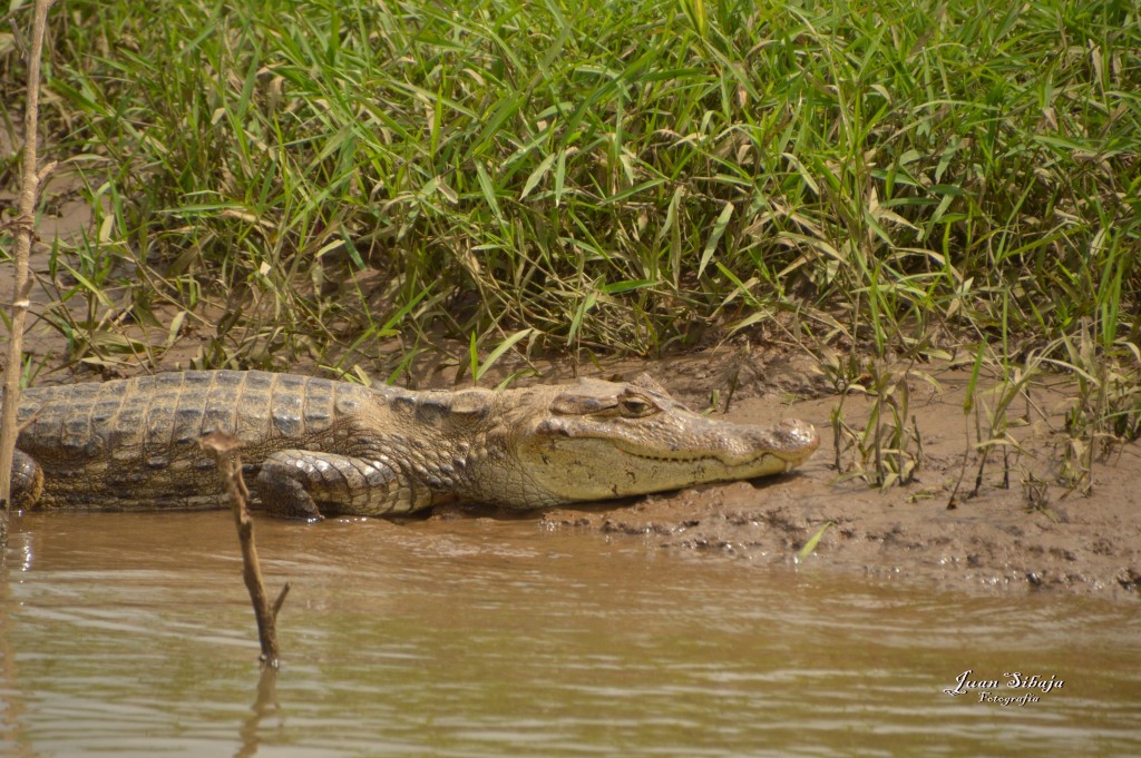 Foto: Refugio de Vida Silvestre - Caño Negro (Alajuela), Costa Rica