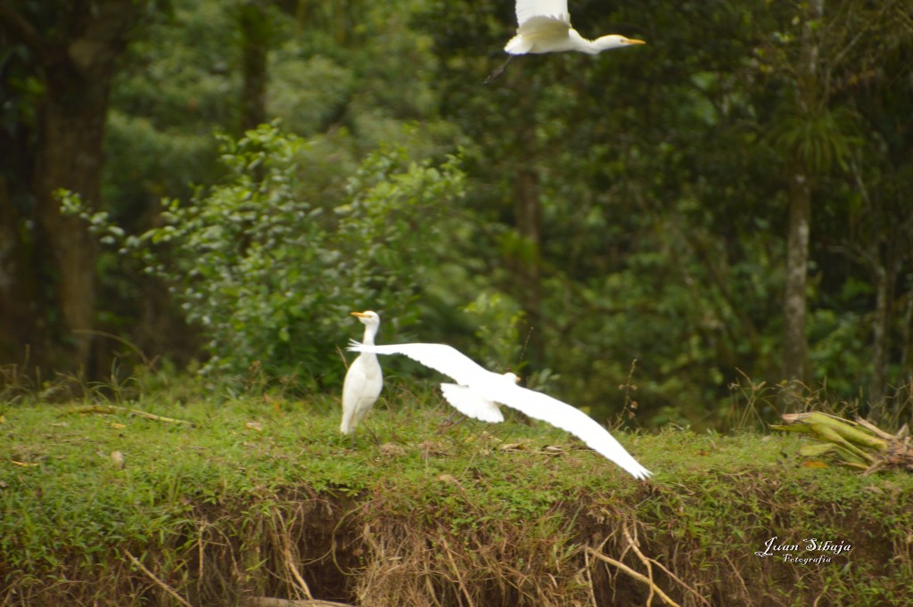 Foto: Refugio de Vida Silvestre - Caño Negro (Alajuela), Costa Rica