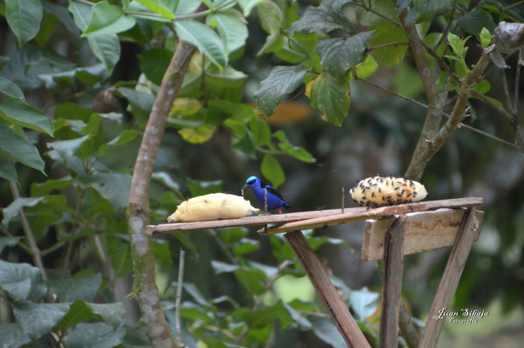 Foto: Refugio de Vida Silvestre - Caño Negro (Alajuela), Costa Rica