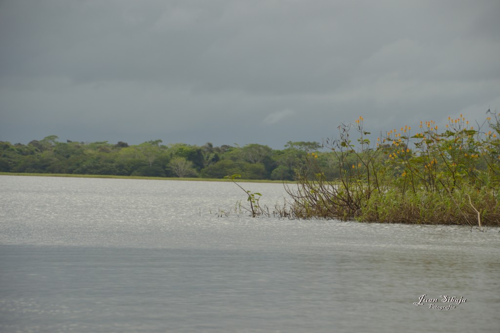 Foto: Refugio de Vida Silvestre - Caño Negro (Alajuela), Costa Rica