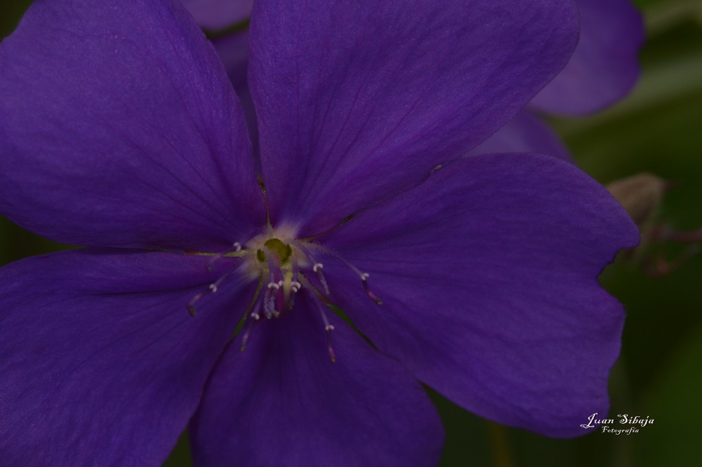 Foto: Refugio de Vida Silvestre - Caño Negro (Alajuela), Costa Rica