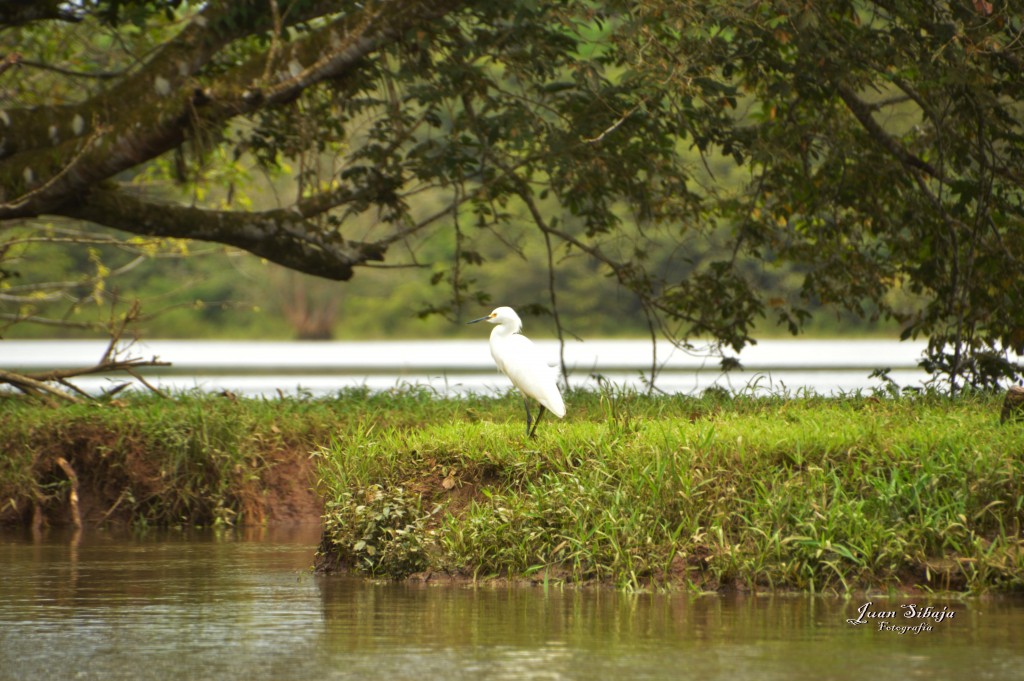 Foto: Refugio de Vida Silvestre - Caño Negro (Alajuela), Costa Rica
