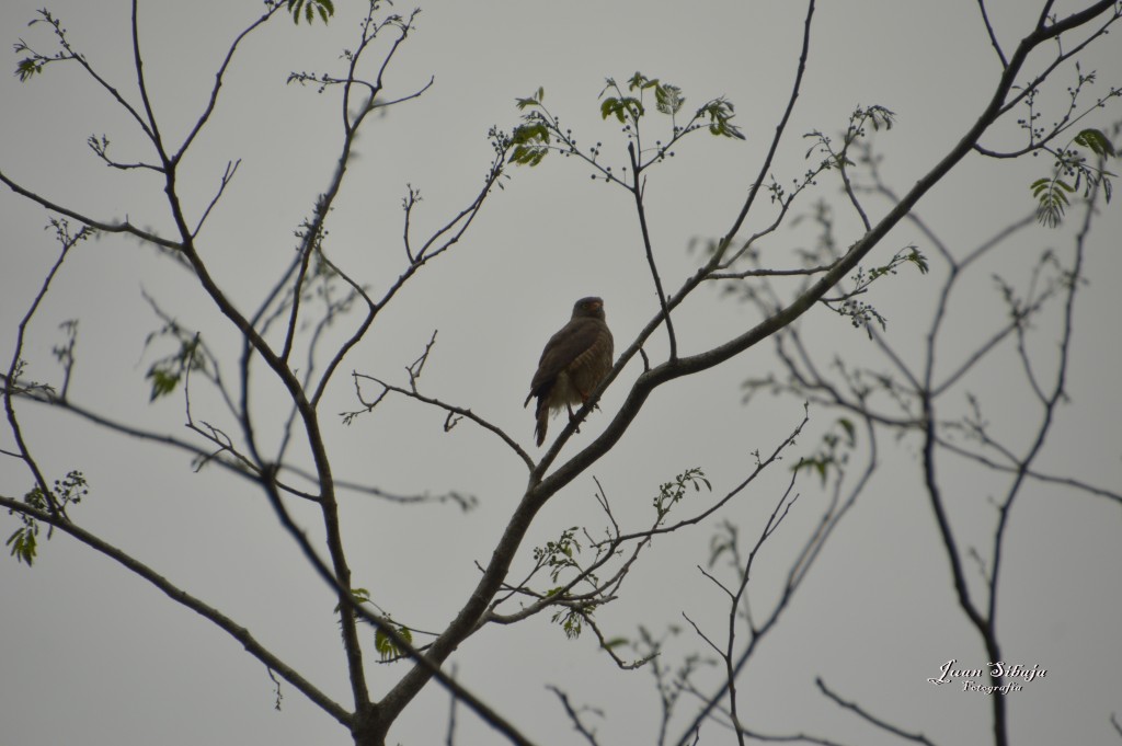 Foto: Refugio de Vida Silvestre - Caño Negro (Alajuela), Costa Rica