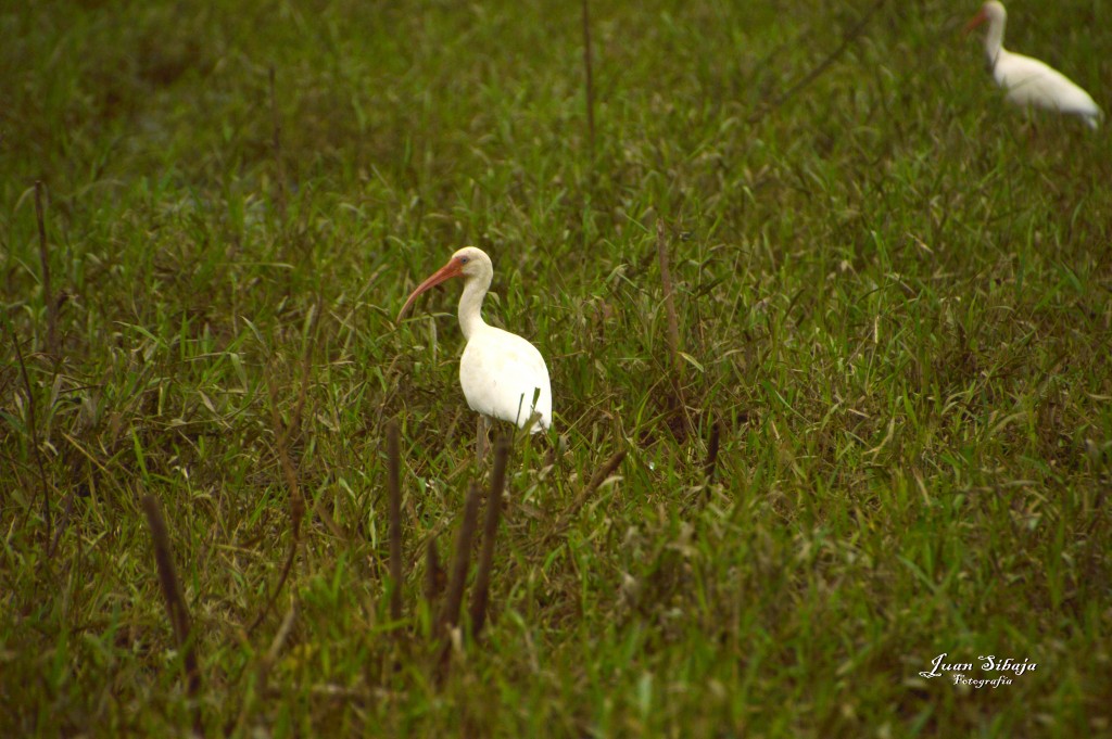 Foto: Refugio de Vida Silvestre - Caño Negro (Alajuela), Costa Rica