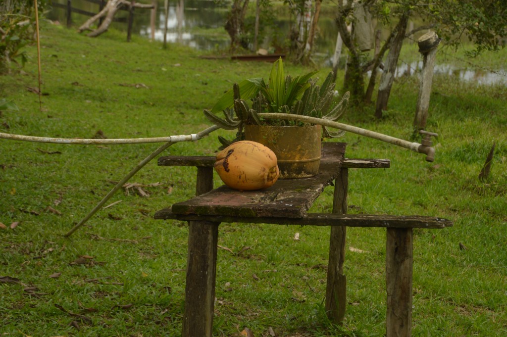 Foto: Refugio de Vida Silvestre - Caño Negro (Alajuela), Costa Rica