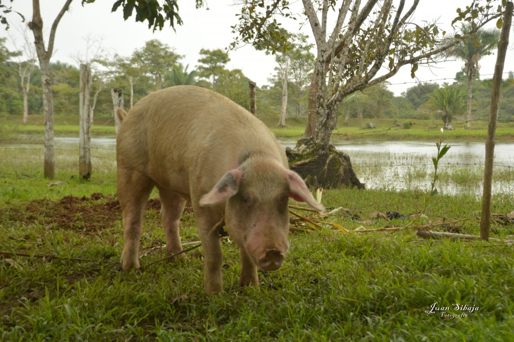 Foto: Refugio de Vida Silvestre - Caño Negro (Alajuela), Costa Rica