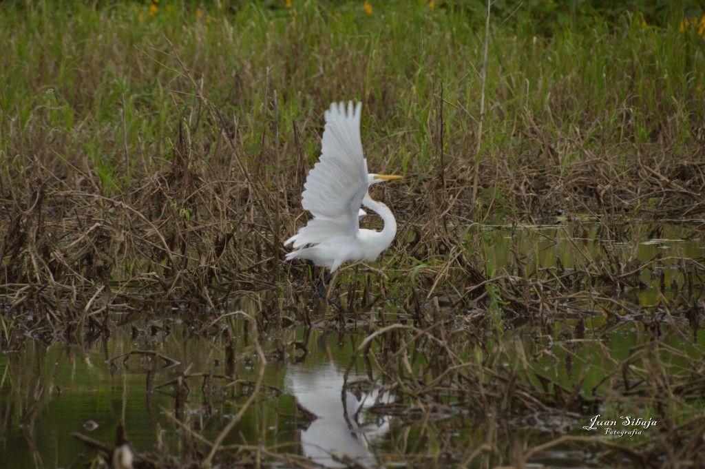 Foto: Refugio de Vida Silvestre - Caño Negro (Alajuela), Costa Rica