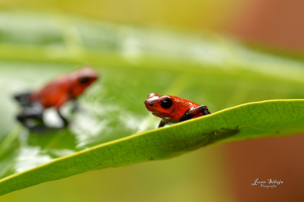 Foto: Refugio de Vida Silvestre - Caño Negro (Alajuela), Costa Rica