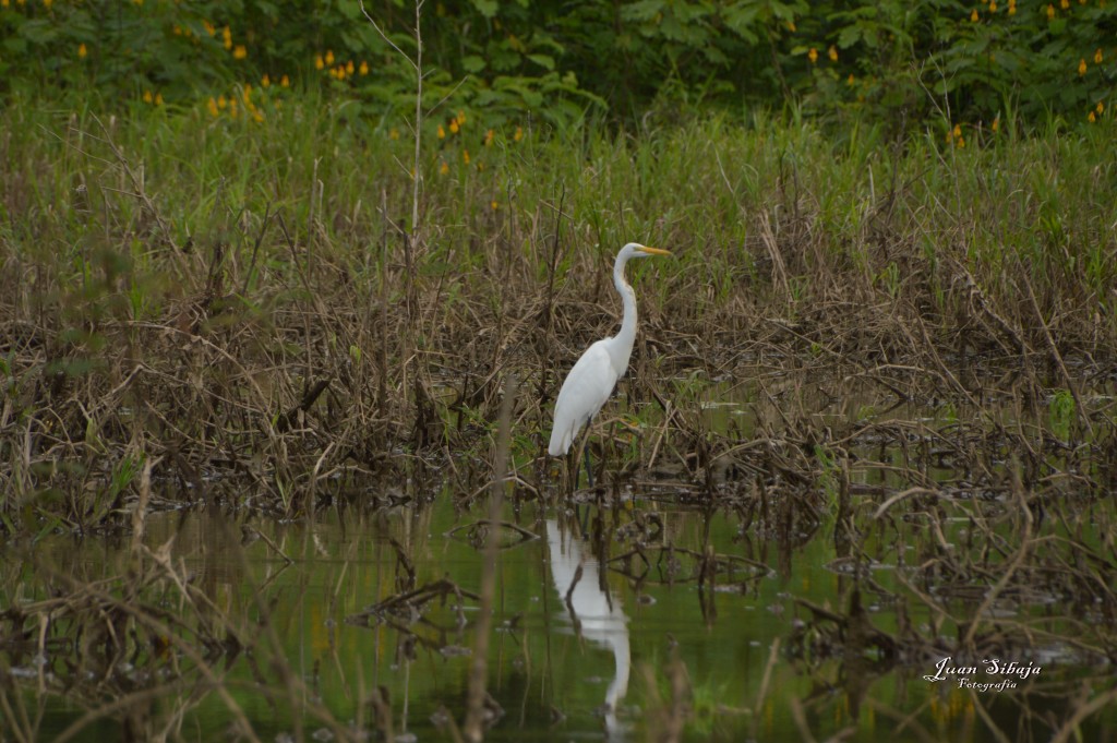 Foto: Refugio de Vida Silvestre - Caño Negro (Alajuela), Costa Rica