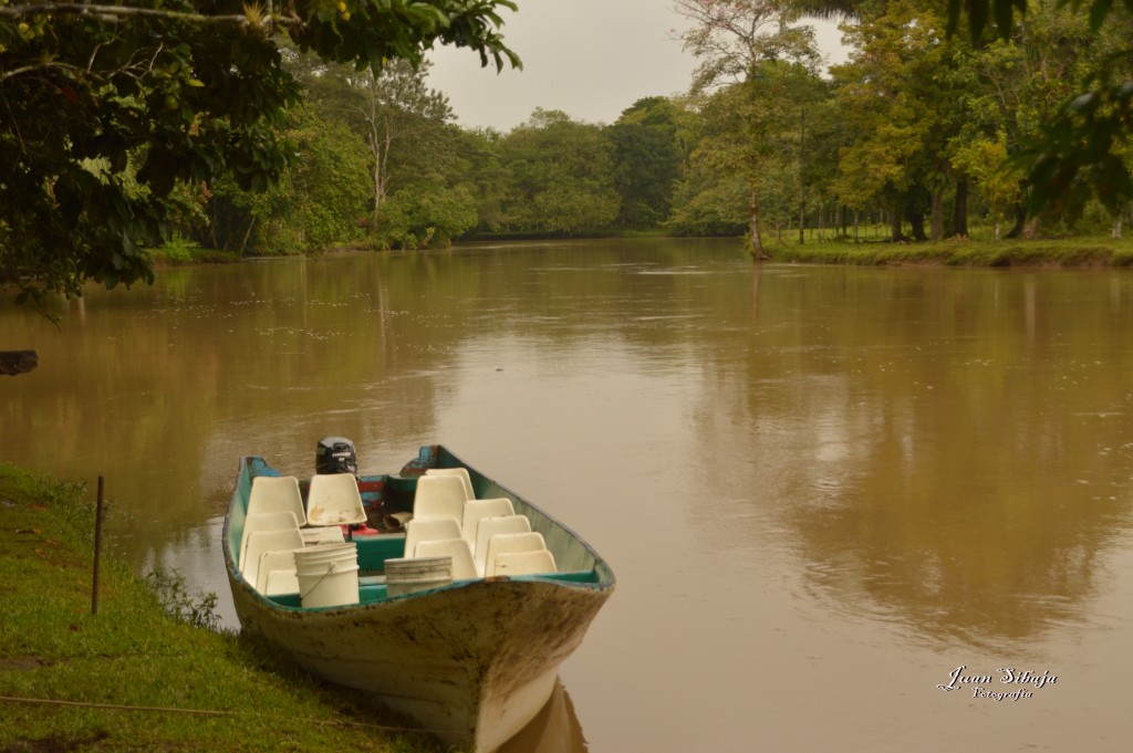 Foto: Refugio de Vida Silvestre - Caño Negro (Alajuela), Costa Rica
