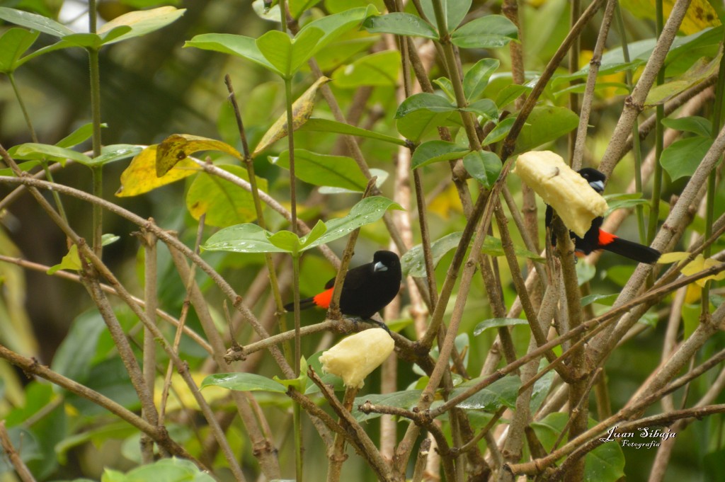 Foto: Refugio de Vida Silvestre - Caño Negro (Alajuela), Costa Rica