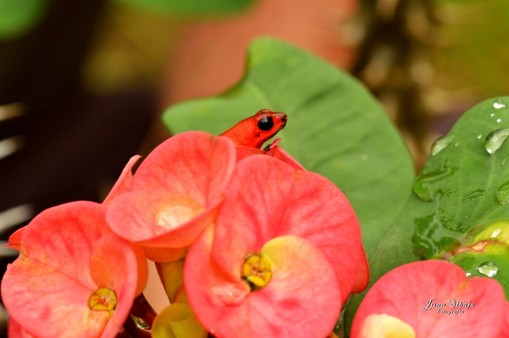 Foto: Refugio de Vida Silvestre - Caño Negro (Alajuela), Costa Rica