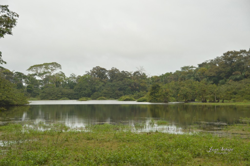 Foto: Refugio de Vida Silvestre - Caño Negro (Alajuela), Costa Rica