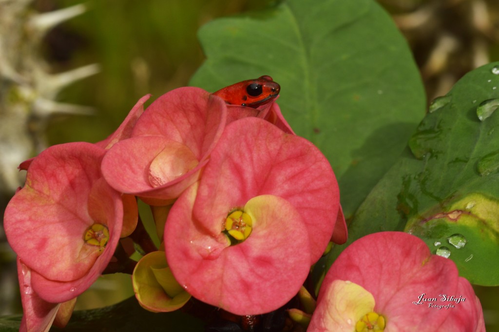 Foto: Refugio de Vida Silvestre - Caño Negro (Alajuela), Costa Rica