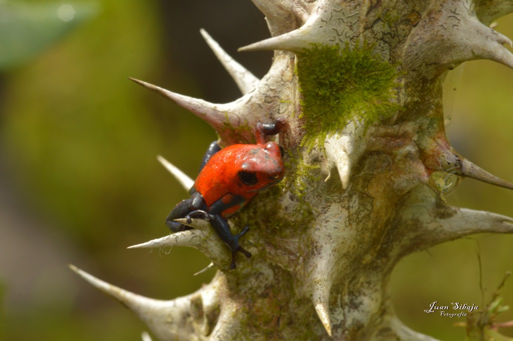 Foto: Refugio de Vida Silvestre - Caño Negro (Alajuela), Costa Rica